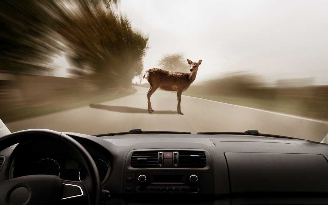 Virginia Drivers Get Warning About Deer-Car Collision Dangers